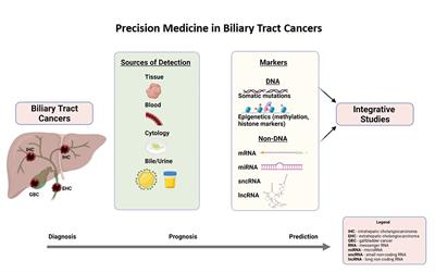 Biliary Tract Cancers: Treatment Updates and Future Directions in the Era of Precision Medicine and Immuno-Oncology